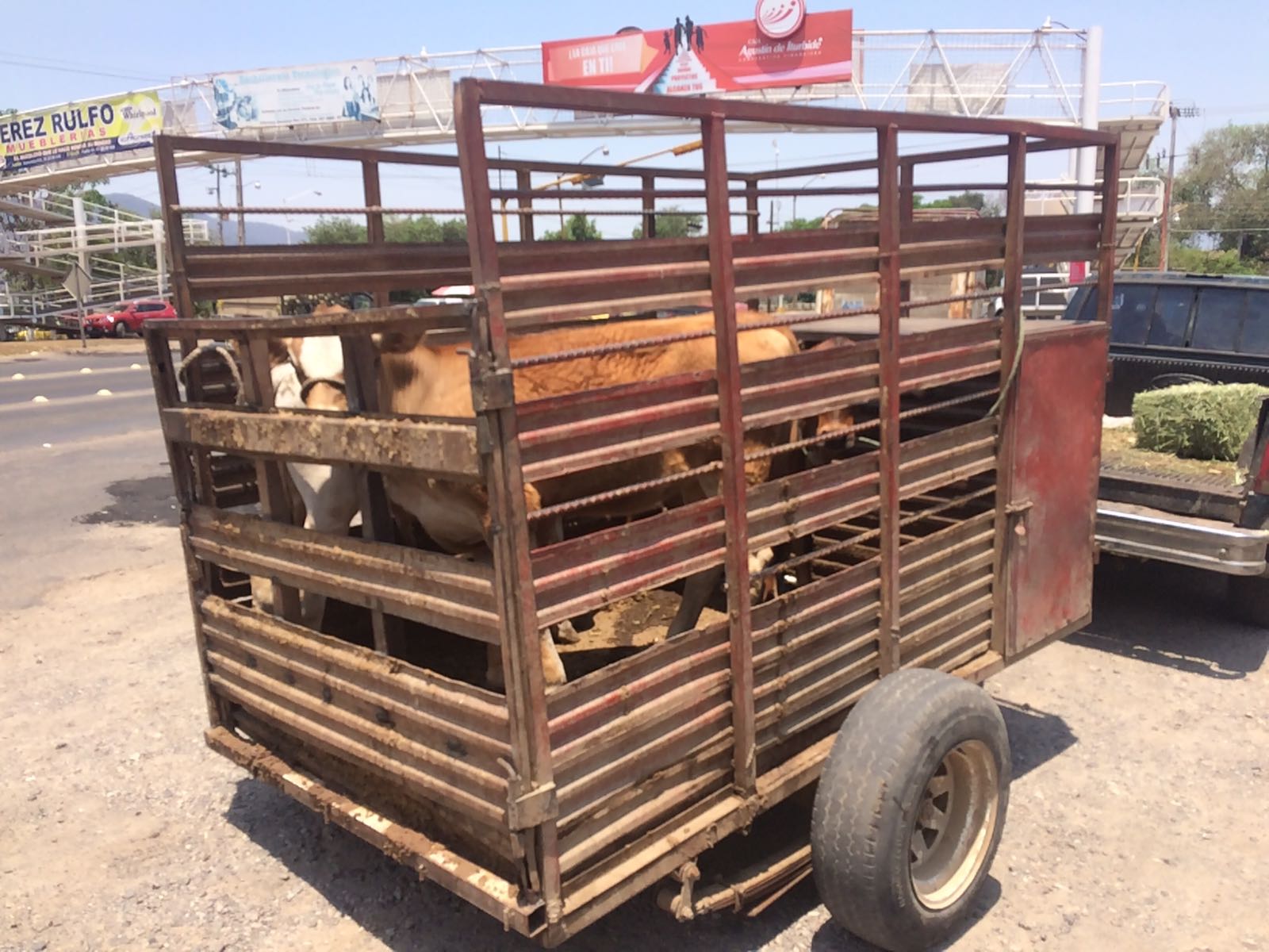 FISCALÍA PONE A DISPOSICIÓN GANADO QUE ERA TRANSPORTADO SIN GUÍA EN EL